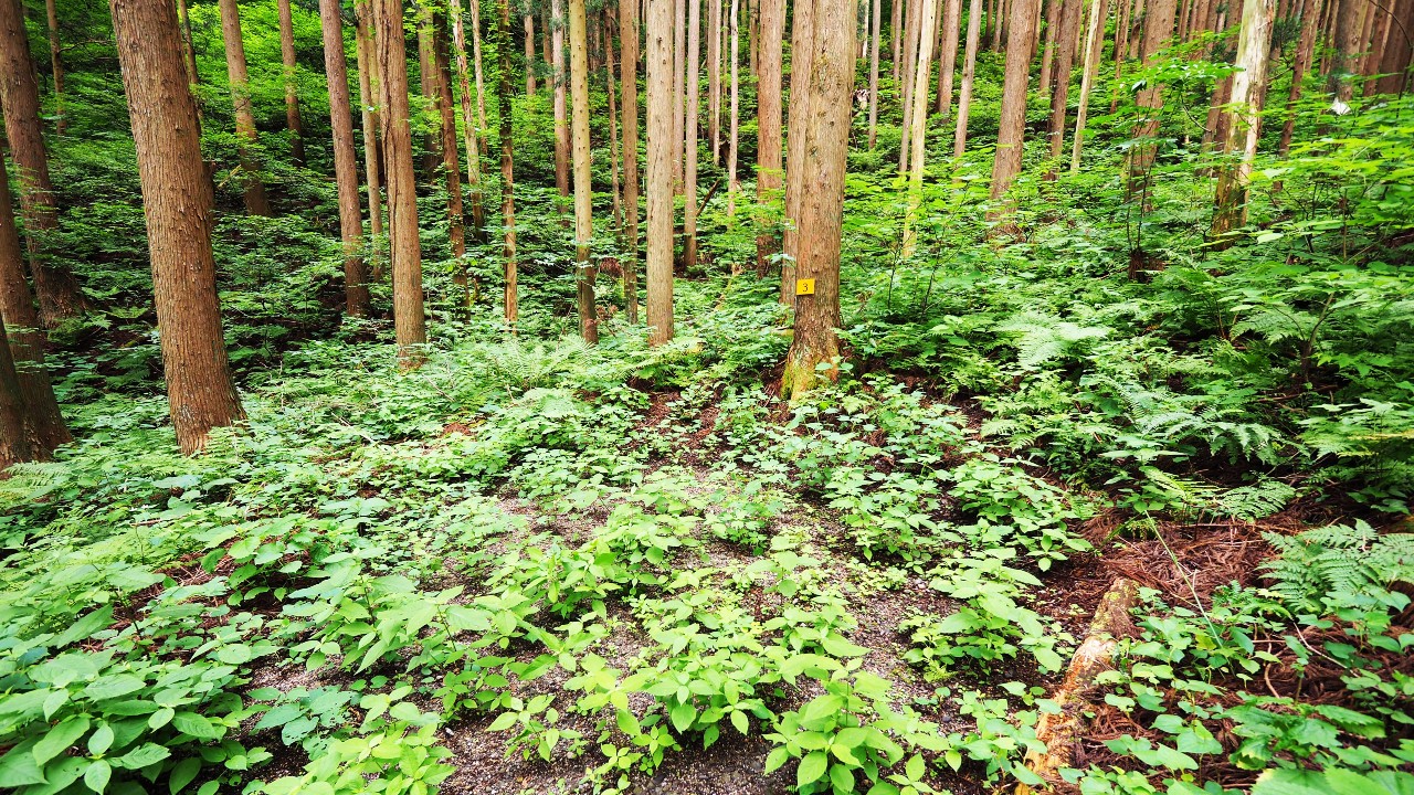 二子島森林公園キャンプ場